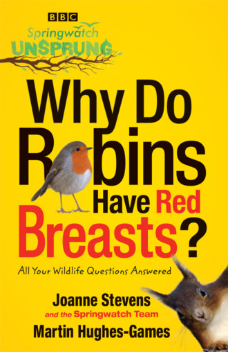 Jo Stevens. Springwatch Unsprung: Why Do Robins Have Red Breasts?