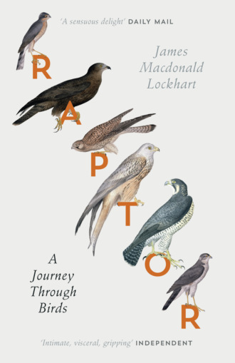 James Lockhart Macdonald. Raptor: A Journey Through Birds