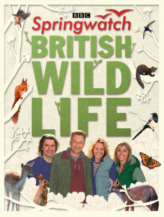 Stephen  Moss. Springwatch British Wildlife: Accompanies the BBC 2 TV series