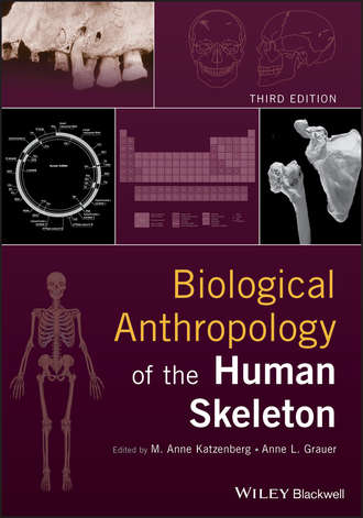 Anne Grauer L.. Biological Anthropology of the Human Skeleton