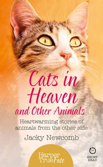 Jacky  Newcomb. Cats in Heaven: And Other Animals. Heartwarming stories of animals from the other side.