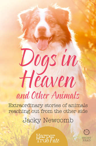 Jacky  Newcomb. Dogs in Heaven: and Other Animals: Extraordinary stories of animals reaching out from the other side