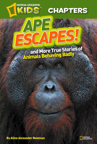 Aline Newman Alexander. National Geographic Kids Chapters: Ape Escapes: and More True Stories of Animals Behaving Badly