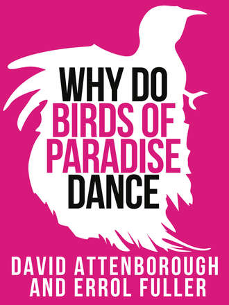 Sir Attenborough David. David Attenborough’s Why Do Birds of Paradise Dance