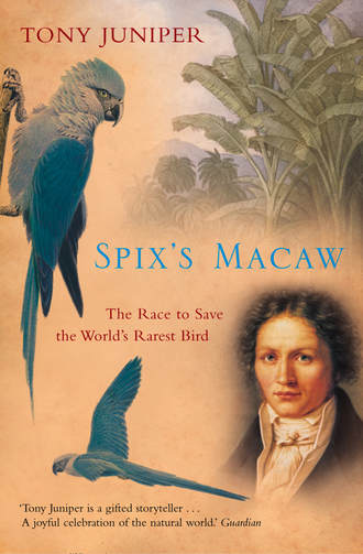 Tony  Juniper. Spix’s Macaw: The Race to Save the World’s Rarest Bird
