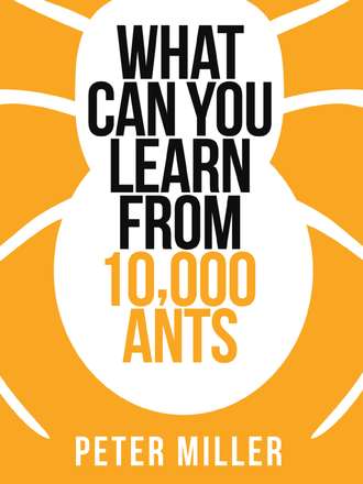 Peter  Miller. What You Can Learn From 10,000 Ants