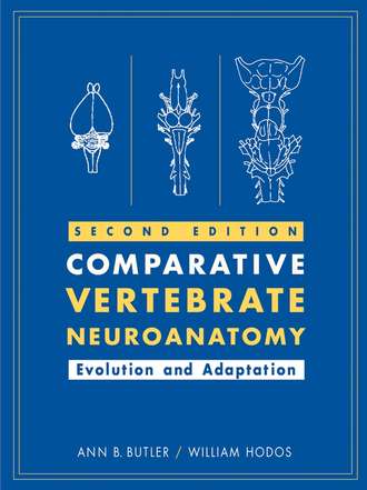 William  Hodos. Comparative Vertebrate Neuroanatomy