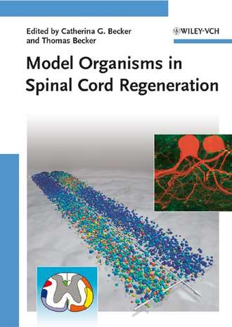 Thomas  Becker. Model Organisms in Spinal Cord Regeneration