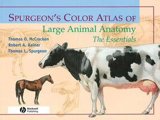 Thomas McCracken O.. Spurgeon's Color Atlas of Large Animal Anatomy