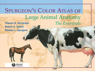 Spurgeon's Color Atlas of Large Animal Anatomy. Thomas McCracken O.