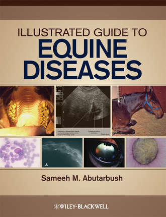 Группа авторов. Illustrated Guide to Equine Diseases