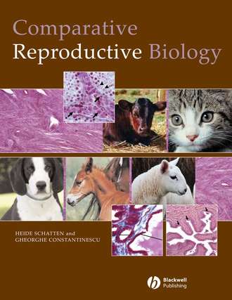 Heide  Schatten. Comparative Reproductive Biology