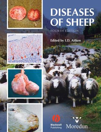 Группа авторов. Diseases of Sheep