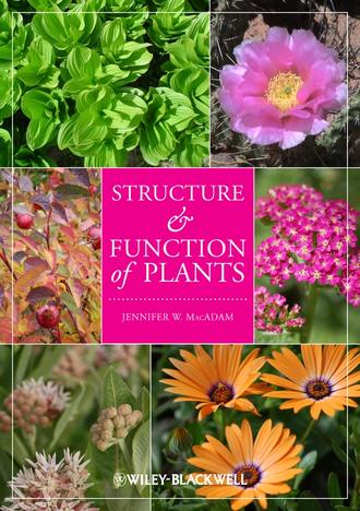 Группа авторов. Structure and Function of Plants