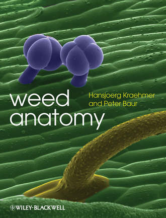Hansjoerg  Kraehmer. Weed Anatomy