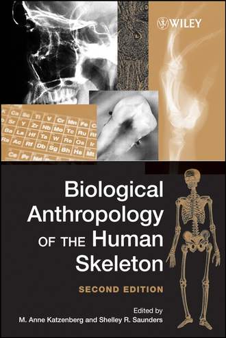 M. Katzenberg Anne. Biological Anthropology of the Human Skeleton