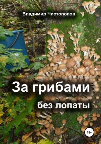 За грибами без лопаты. 