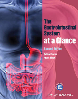 Adam Bailey Leitman. The Gastrointestinal System at a Glance