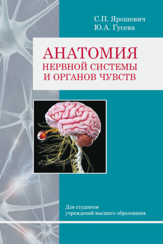Анатомия нервной системы и органов чувств. С. П. Ярошевич