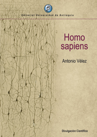 Antonio V?lez. Homo sapiens