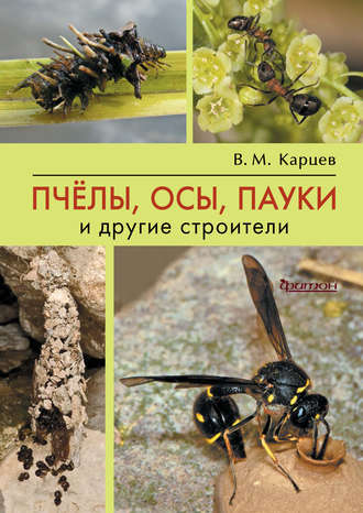 Пчёлы, осы, пауки и другие строители. Владимир Карцев