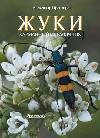 Александр Просвиров. Жуки