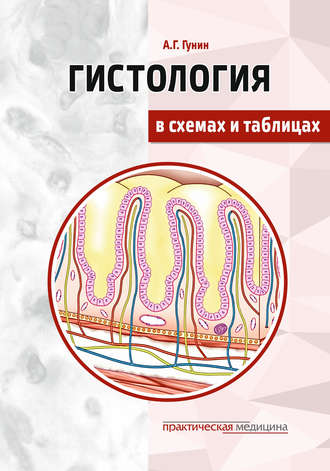 Андрей Гунин. Гистология в схемах и таблицах