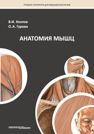 Анатомия мышц. 