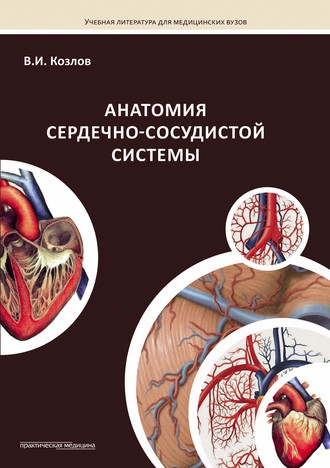 Анатомия сердечно-сосудистой системы. 