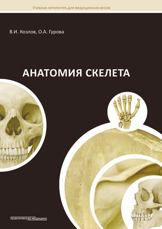 Анатомия скелета. 