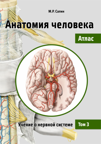 М. Р. Сапин. Анатомия человека. Атлас. Том 3. Учение о нервной системе