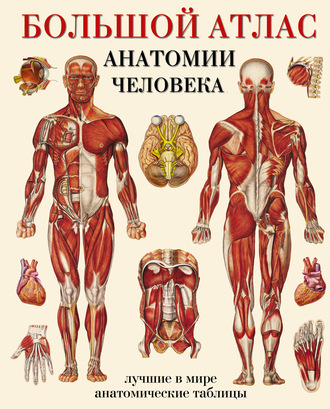Коллектив авторов. Большой атлас анатомии человека. Лучшие в мире анатомические таблицы