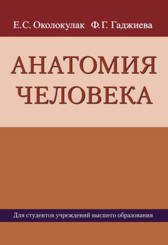 Анатомия человека. Е. С. Околокулак