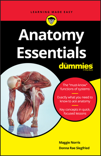 Donna Rae Siegfried. Anatomy Essentials For Dummies