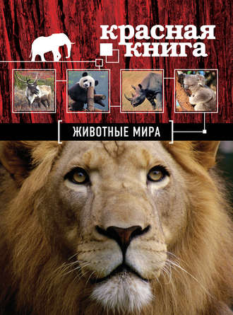 Оксана Скалдина. Красная книга. Животные мира