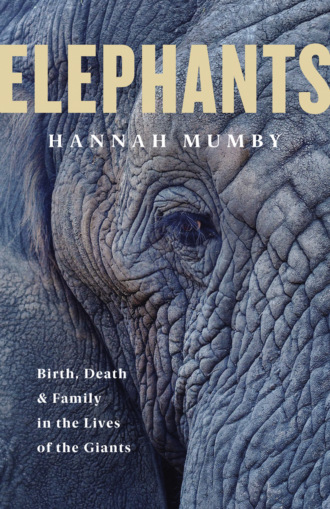 Hannah Mumby. The Secret Lives of Elephants