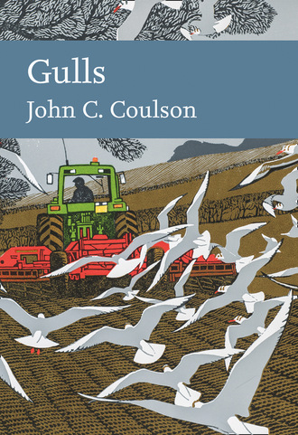 Professor John C. Coulson. Gulls