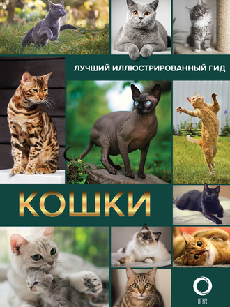 Кошки. 