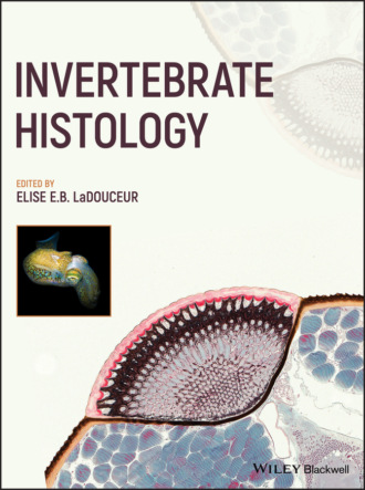 Группа авторов. Invertebrate Histology