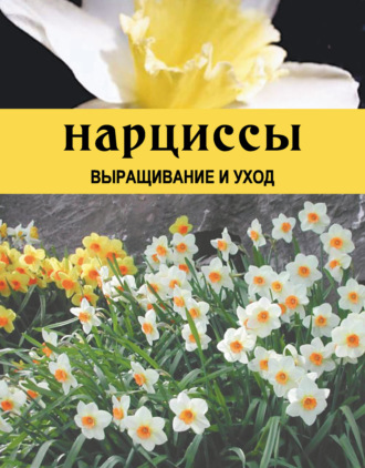 Дарья Резько. Нарциссы. Выращивание и уход