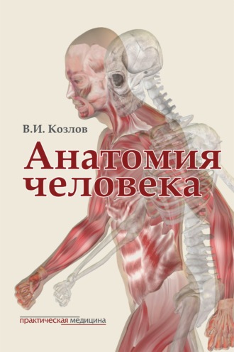 В. И. Козлов. Анатомия человека. Учебник для медицинских вузов