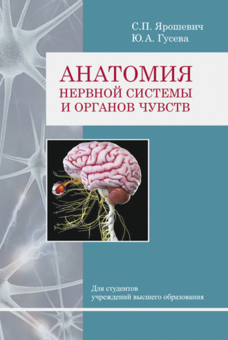 С. П. Ярошевич. Анатомия нервной системы и органов чувств