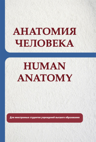 Е. С. Околокулак. Анатомия человека. Human anatomy