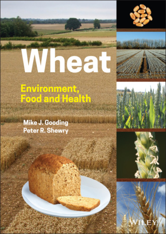Wheat. Peter R. Shewry