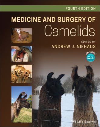 Группа авторов. Medicine and Surgery of Camelids