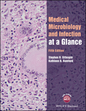Medical Microbiology and Infection at a Glance. Stephen H. Gillespie