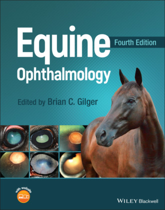 Группа авторов. Equine Ophthalmology