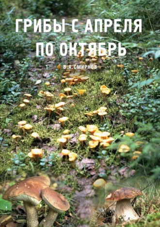 Василий Анатольевич Смирнов. Грибы с апреля по октябрь