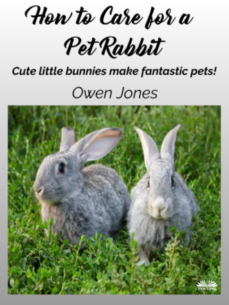 Оуэн Джонс. How To Care For A Pet Rabbit