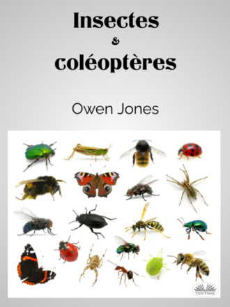 Оуэн Джонс. Insectes Et Coléoptères